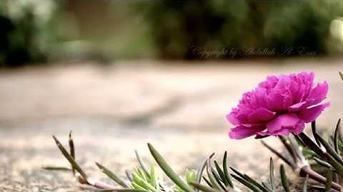 احمد العجمي | سورة الزمر كاملة HD
