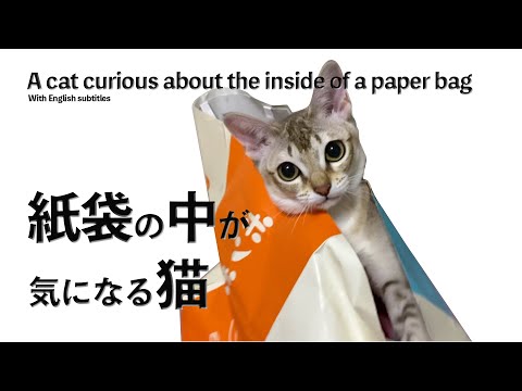 【シンガプーラ】紙袋の中が気になる猫がコチラです#cat #animals #pets #kitten #子猫 #セラ社長