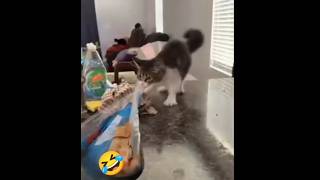 Смешные видео Полный ржач до слез 🤣#приколы #юмор