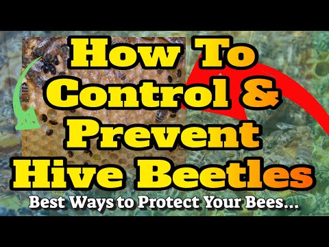Controlul și prevenirea gândacilor de stup mic #hivebeetles #hivebeetlecontrol