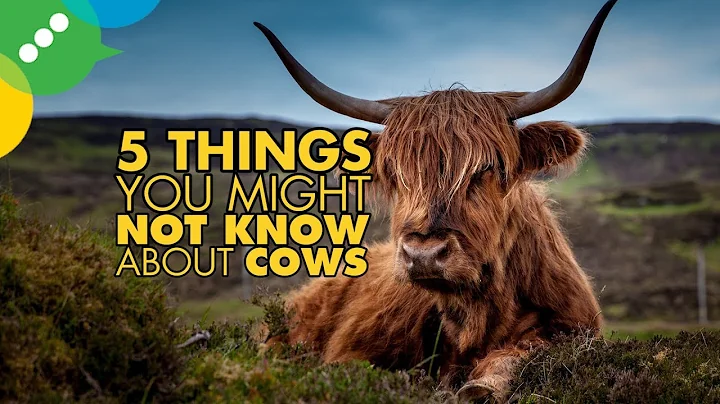 5 Things You Might Not Know About Cows