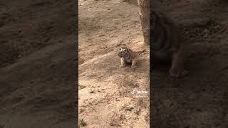 suaranya imut   #tiger #harimau #shorts #anakharimau
