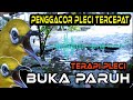 Terapi Pleci TERBAIK Mengatasi Pleci Macet Bunyi, Suara Pleci Ngeriwik dan Gemercik Air Hujan Ampuh