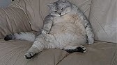 仰向けのおデブ猫 Youtube