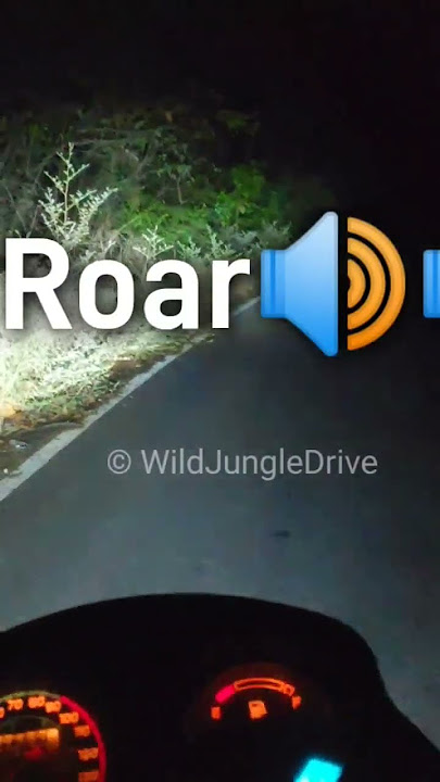 Tiger call or tiger roar in jungle nightdrive #shorts #jungle #nightdrive #viral #trending