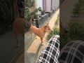 #dog #animalshorts #shorts