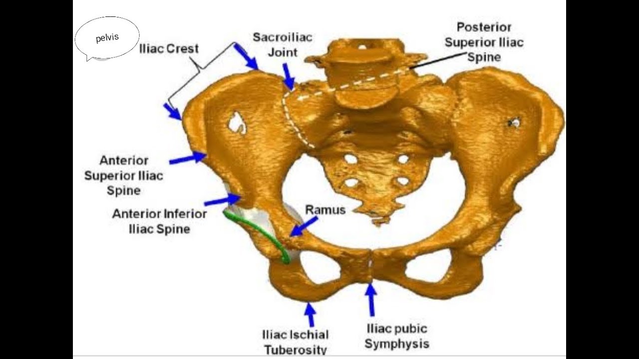 Landmark In Pelvic Bone True Pelvis Pelvic Brim