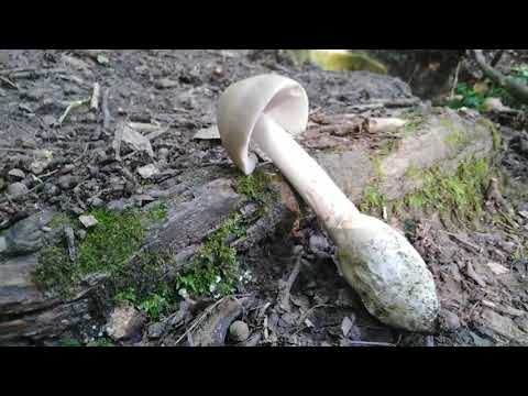 Video: Lactarius scrobiculatus veya sarı mantar mantarı