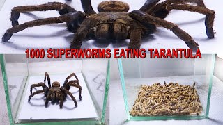 1000 Superworms Eating Tarantula