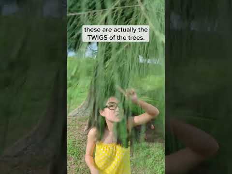 Video: Jaký je obecný název Casuarina Equisetifolia?