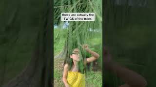 Common Roadside Plant Casuarina Tree