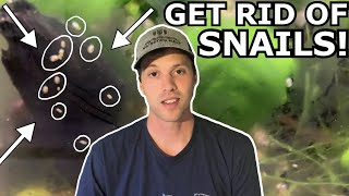 How To Get Rid Of Snails In Your Fish Tank FOREVER!!!