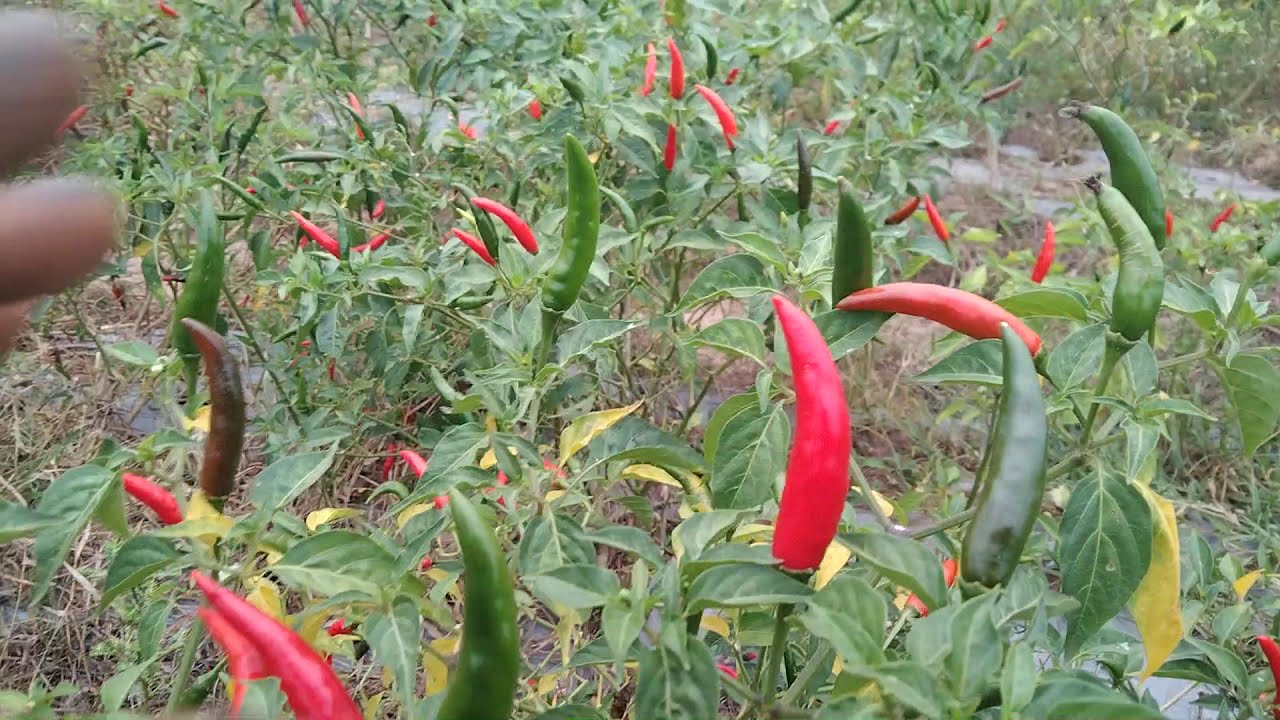 1 Year Super Heat F1 from East West Plant