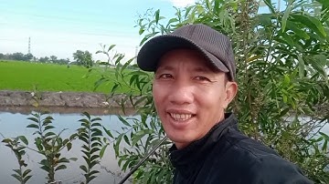 Câu cá rô đồng tự nhiên, điểm mới giựt sướng tay luôn.