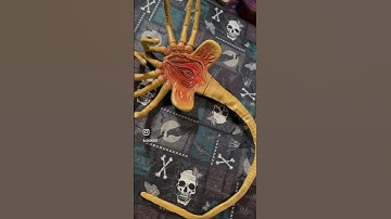 Alien - Face Hugger - Foam Prop - #alien #alienromulus #facehugger #xenomorph #scary #reaction #cool