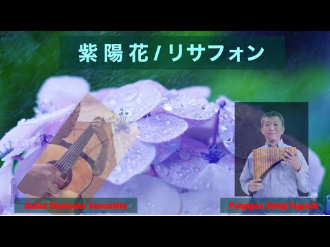 紫陽花（あじさい） 作曲 リサフォン 【ギター ＋ パンフルート】Guitar and Pan flute
