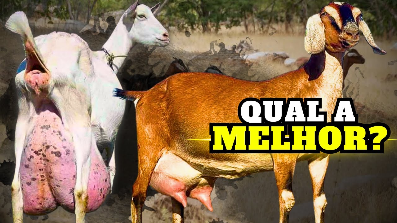 ANGLO-NUBIANA vs. SAANEN: Qual é a Melhor Raça para a Caprinocultura Leiteira?