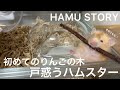 【ハムスター】初めてのりんごの木に戸惑う姿が可愛い！かじり木｜ロングヘアー｜hamster｜Apple tree