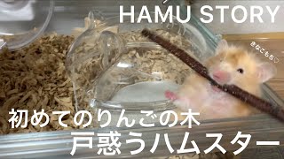 【ハムスター】初めてのりんごの木に戸惑う姿が可愛い！かじり木｜ロングヘアー｜hamster｜Apple tree