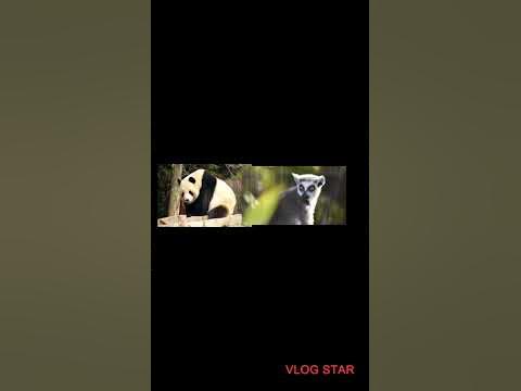 Are pandas stronger than... - YouTube