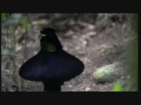 WEIRD DANCING BIRDS OF PARADISE!! AMAZING VIDEO!!