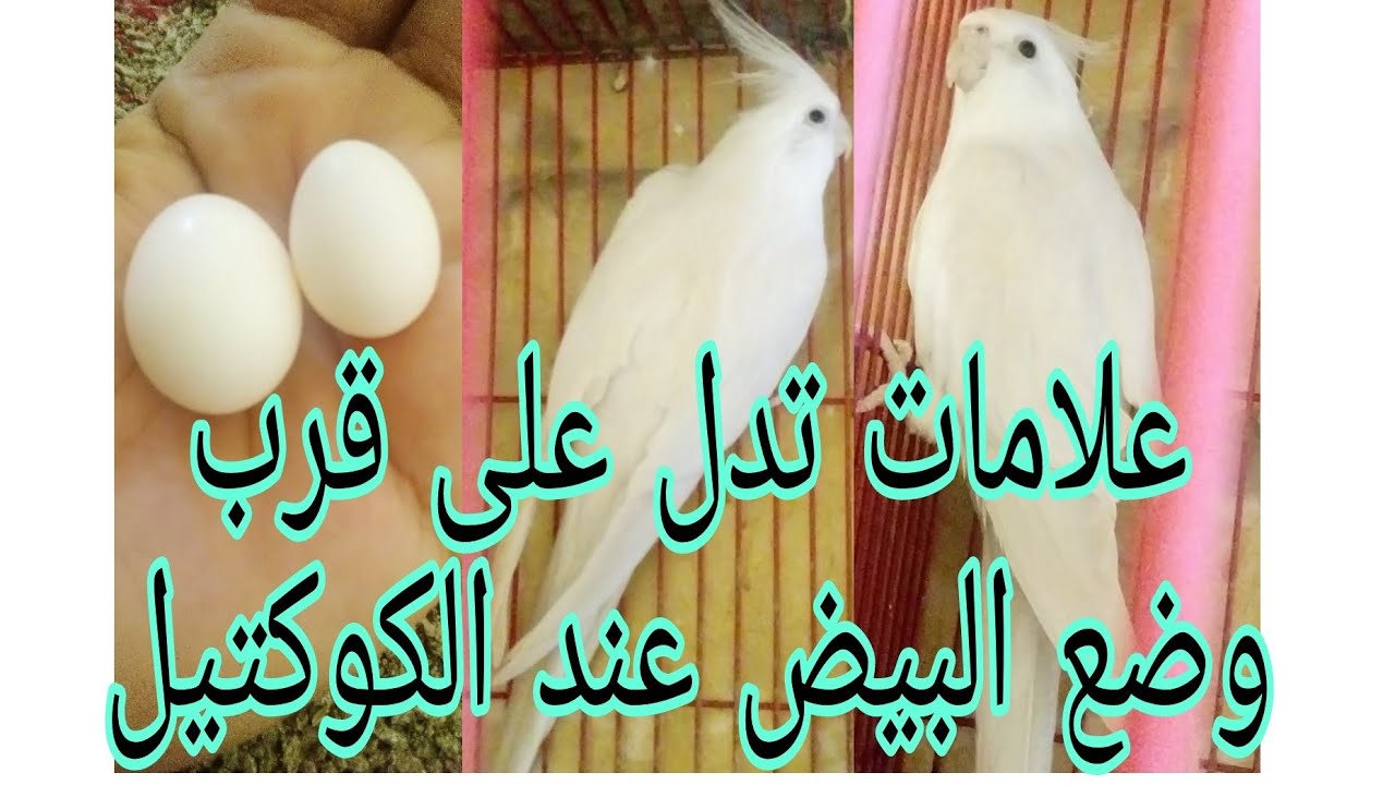 علامات اقتراب وضع البيض للكوكتيل وكيف تتصرف مع الطيور وما الاشياء الممنوعة بعد وضع البيض