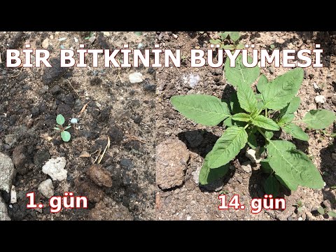 Video: Bənövşəyi Amaranth Çiçəkləri