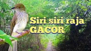 Siri siri kecil masteran handal tembakan tajam