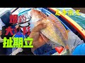 [釣魚]夏季限定~扯期立.大紅衫~