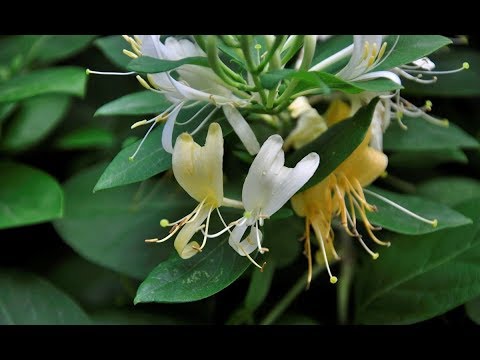 Video: Plantas de madreselva mexicana: consejos para cultivar madreselva mexicana en jardines