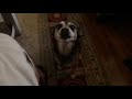 Papi howling...