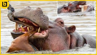 15 Relentless Moments When Hippo Attack