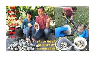 HOW TO FIND AND DIG BUTTER AND COCO CLAMS IN WA/BẮT SÒ MỞ VÀ SÒ HUYẾT MỸ NHANH VÀ DỄ/CUỘC SỐNG Ở MỸ