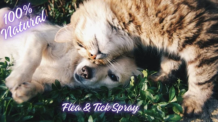How to Make 100% Natural Flea & Tick Spray for Cats & Dogs: Safe, Effective & Simple DIY Solution!