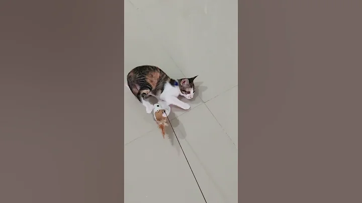 Video 11599341: cats kitten cutecat catlovers, kitten catlover funny cutecat, cats catlover kitten cute