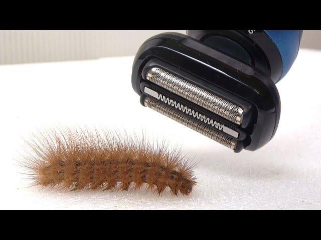 毛虫の毛を電動シェーバーで剃ると…