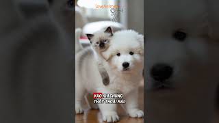 pet có "dạy" ta gì không? #trietlysong #livebetter #dog #cat #pet #ai