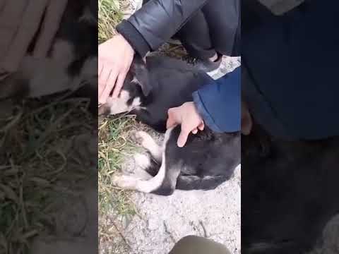 Βίντεο: Ατυχήματα ψαρέματος σκύλου - Φροντίδα για σκυλιά