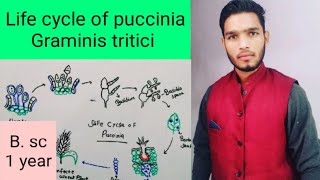 Life cycle of puccinia Graminis tritici