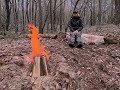 Making a house in a hole of a big tree