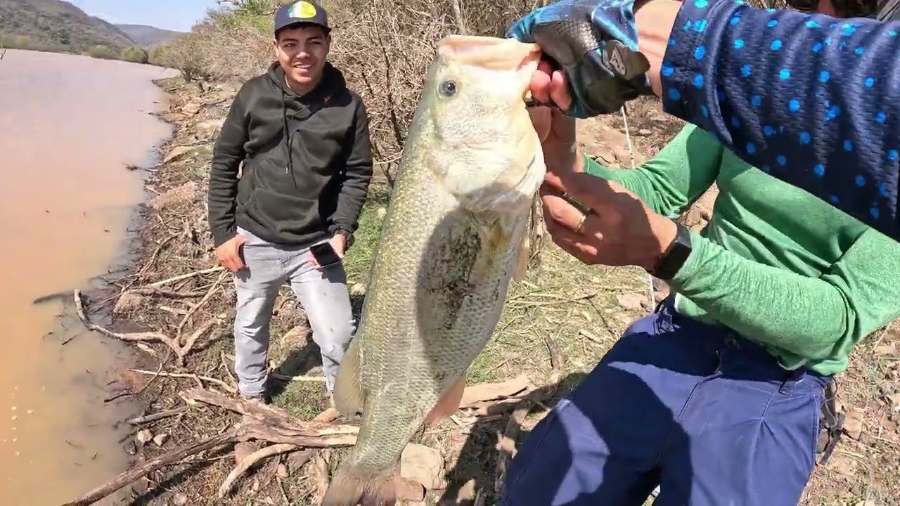 Lobina Gigante | Récord Local