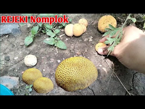 Mencari Jamur So Di Kebun