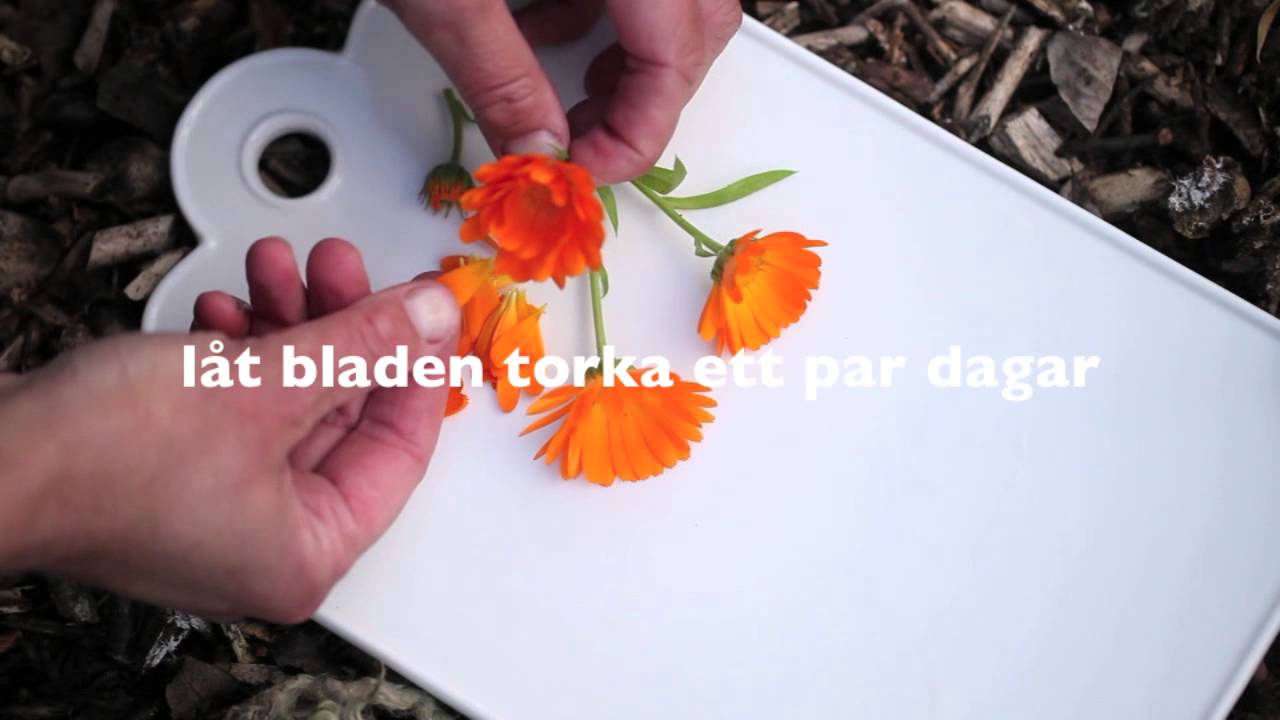 Ringblommor gör egen ringblomsolja av blommor i din trädgård som ...