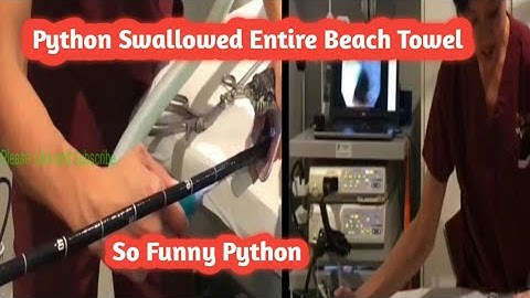 Python Swallowed Entire Beach Towel l Python l