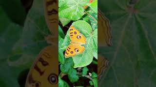 Peacock Pansy. Lepidoptera #butterfly #insects #nature #agriculture #shorts  #videography