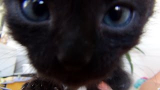 Милейший Котенок Макс! The Cuttiest Kitten Ever Милейший Котенок Макс! The Cuttiest Kitten Ever