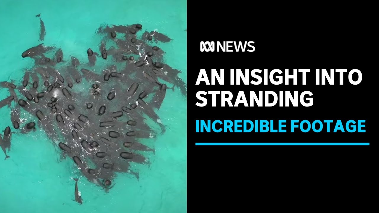 Strands Vision Why do whales strand? Drone vision could help provide the answer | ABC ...