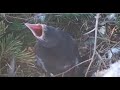 AMAZING!! BABY CROW ALIVE In Bald Eagle Nest! Begging For Food ~ Dad Brooding It! White Rock 5.15.20