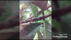 Jang oman  - Durasi: 12:18. 