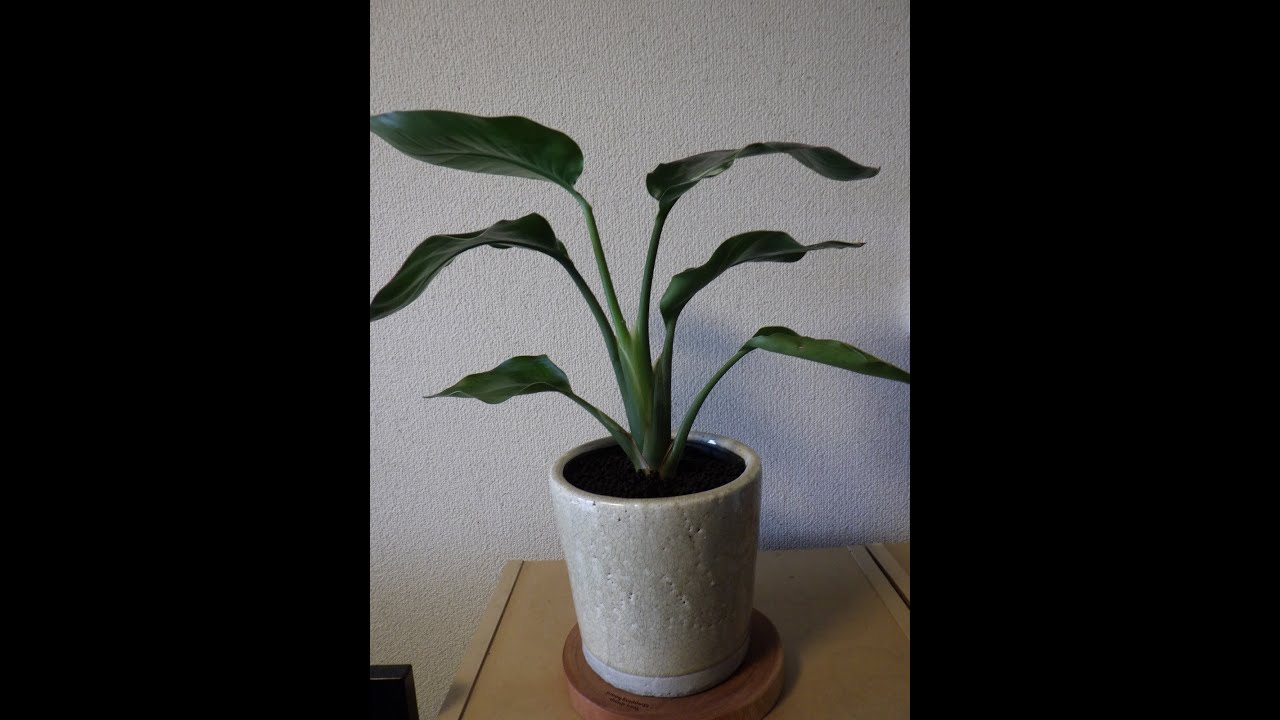 観葉植物]ストレリチア・オーガスタ(斑入り)の植え替え - YouTube